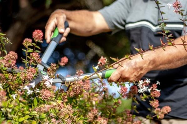 συμβουλές και κόλπα κοπής φράχτη