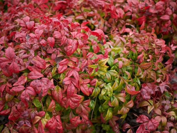 ιερό μπαμπού κόκκινα φύλλα nandina domestica