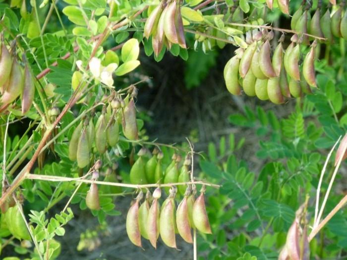 φαρμακευτικά βότανα φυσικά αντιβιοτικά ζουν υγιείς γλάστρες αρκούδας3