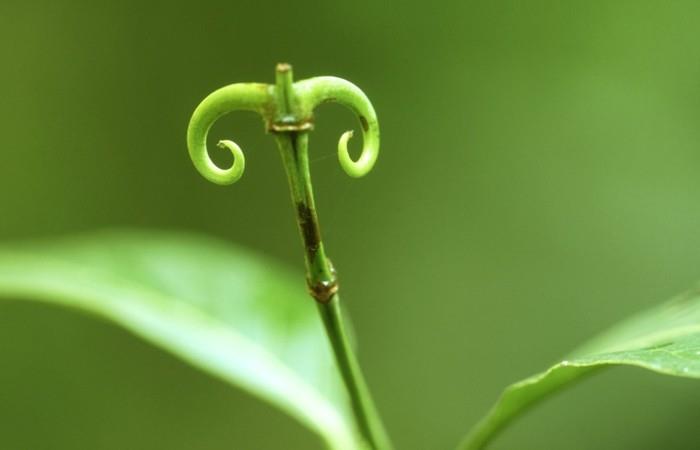 Φαρμακευτικά βότανα κατά της γρίπης ayurveda katyenklaw liana