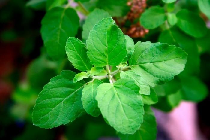 φαρμακευτικά βότανα κατά της γρίπης τσαγιού Ayurveda tulsi
