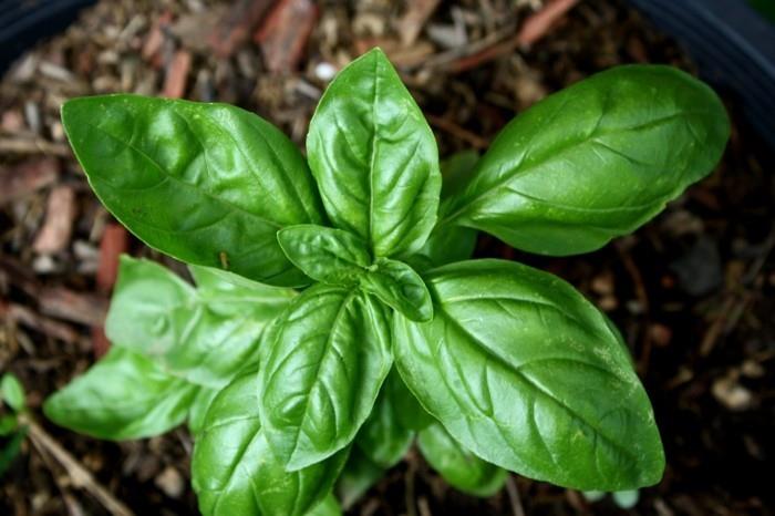 φαρμακευτικά βότανα αγοράζουν φαρμακευτικά βότανα μπαχαρικά ζουν υγιή βότανα φυτά βασιλικό