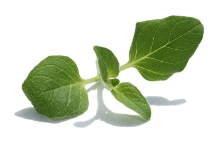 αγοράστε φαρμακευτικά βότανα φαρμακευτικά βότανα μπαχαρικά ζωντανά υγιή βότανα φυτά ρίγανη