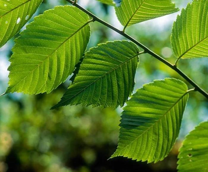 φαρμακευτικά βότανα ζουν υγιή ginko red elm2