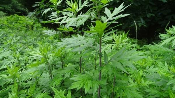 Επιδράσεις mugwort φαρμακευτικών φυτών