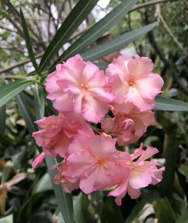 ανοιχτό ροζ λουλούδια πικροδάφνης κήπος φροντίδας