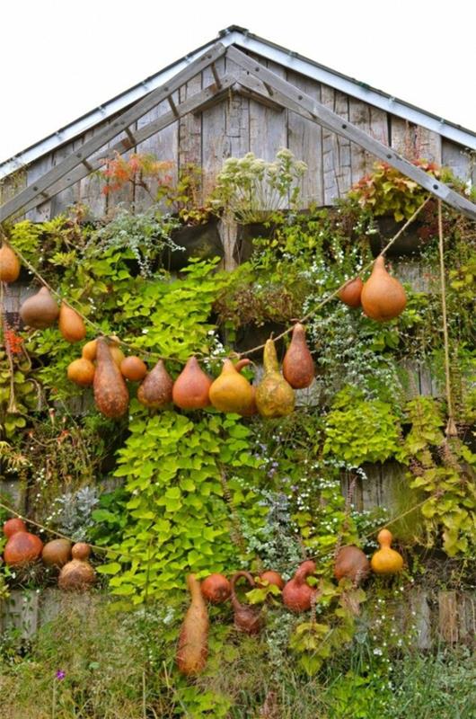 ιδέες σχεδιασμού φθινοπώρου κήπου εικόνες κρέμονται τύποι κολοκύθας
