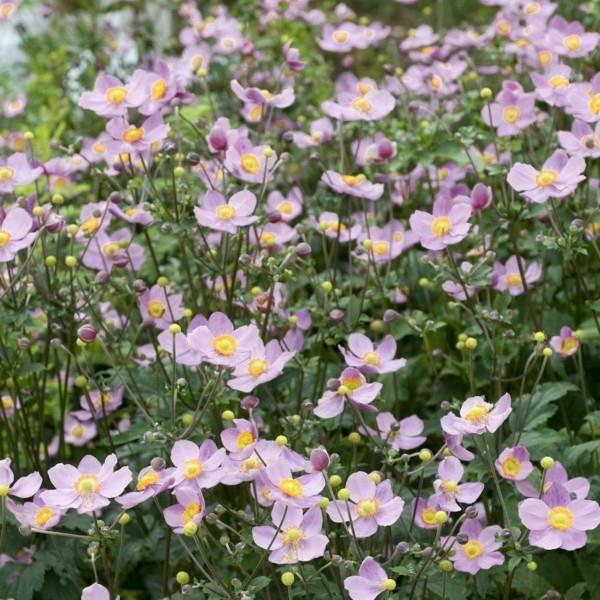 Herbstanemone Anemone hupehensis ανθεκτικά πολυετή φυτά