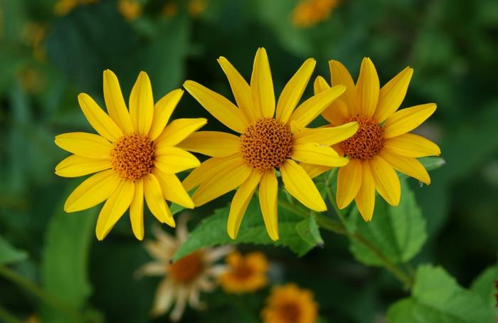 φθινοπωρινά λουλούδια heliopsis helianthoides ηλιοτρόπιο κήπου