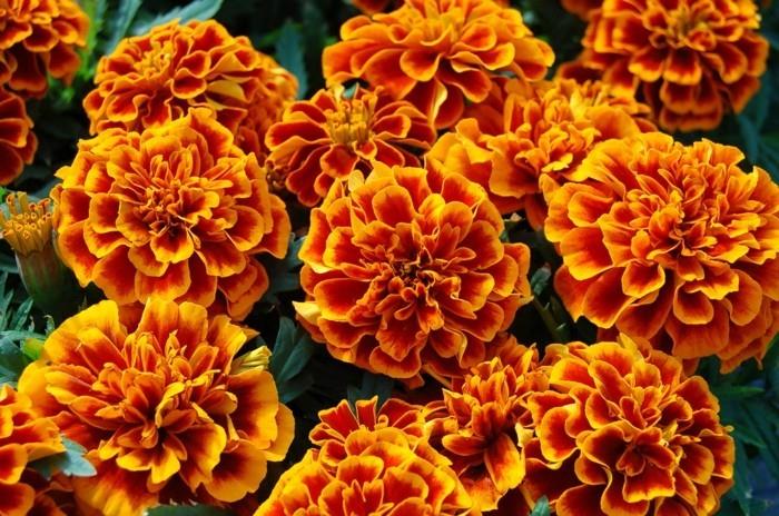 φθινοπωρινά λουλούδια tagetes στην υπέροχη ομορφιά τους