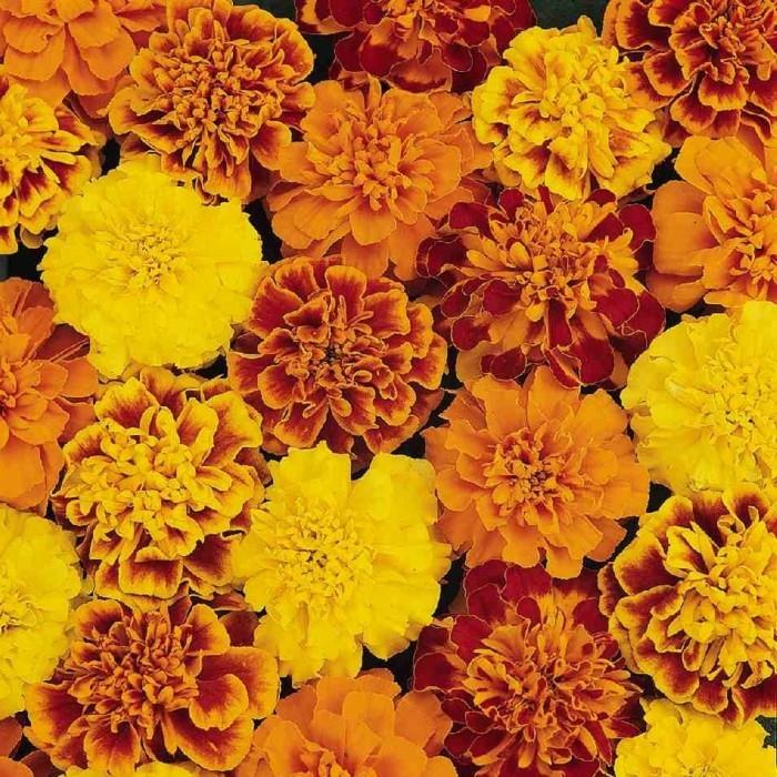 φθινοπωρινά λουλούδια tagetes σε όμορφα φθινοπωρινά χρώματα