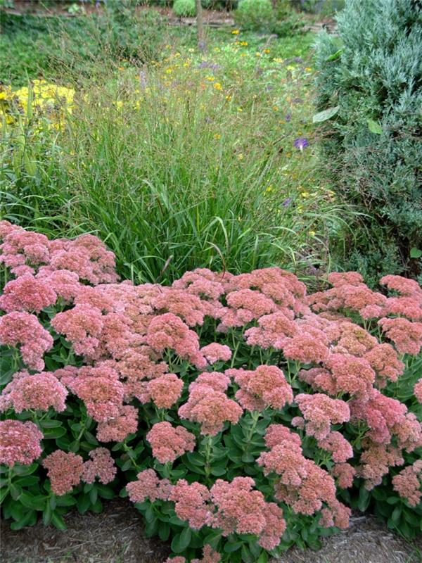 φθινοπωρινά φυτά sedum ιδέες διακόσμησης κήπου φυτά κήπου ομορφαίνουν τον κήπο