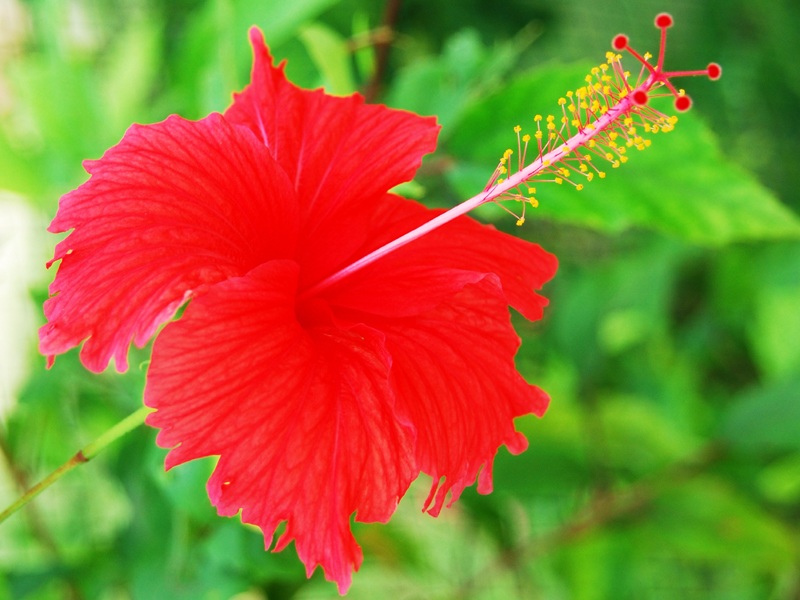 En İyi Ev Yapımı Hibiscus Yüz Maskeleri