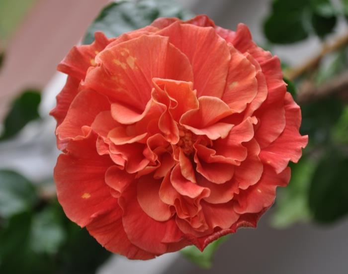 ιβίσκος κινέζικο τριαντάφυλλο άνθος πορτοκαλιάς