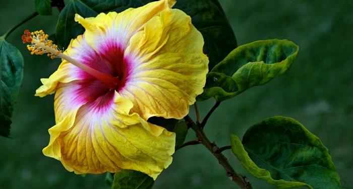 ιβίσκος κίτρινο μοβ λουλούδι τελειότητα