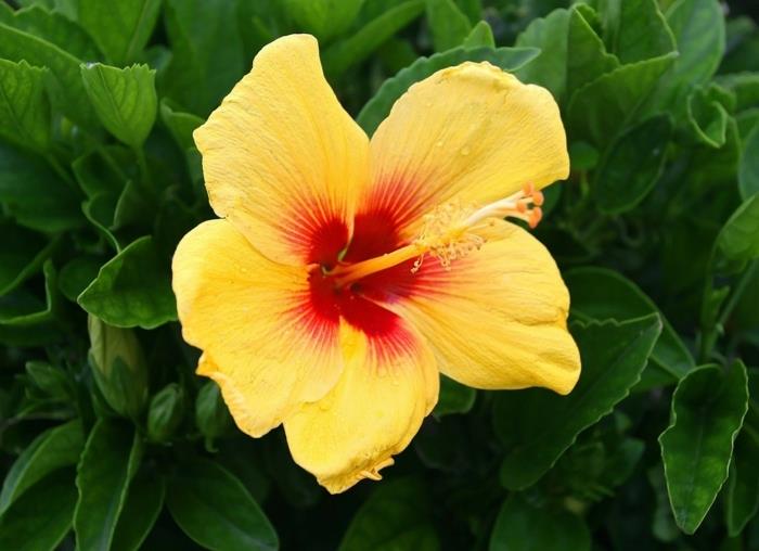 ιβίσκος κίτρινος θάμνος λουλουδιών