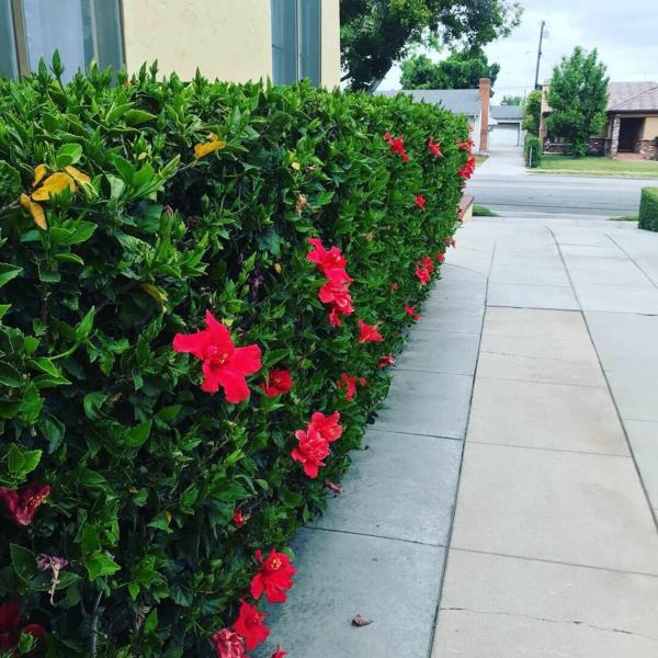 hibiscus hedge φρέσκος κήπος ιδέες σχεδιασμός κήπου καλοκαίρι