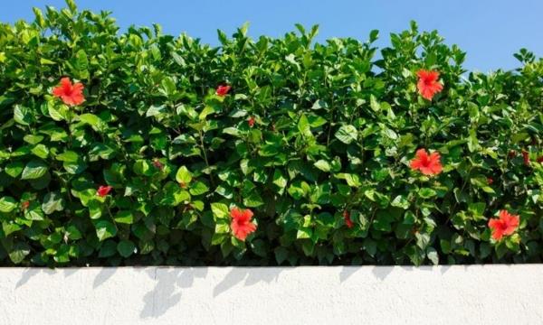 hibiscus hedge φροντίζει σωστά για ταιριές οθόνες απορρήτου το καλοκαίρι