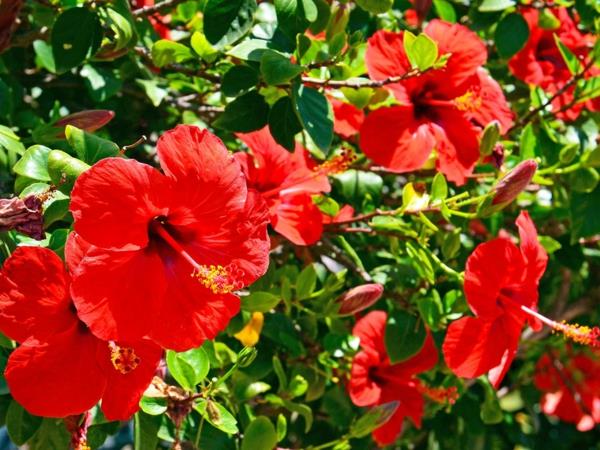 ιβίσκος φράκτης κόκκινα λουλούδια ιδέες πολύχρωμο κήπο