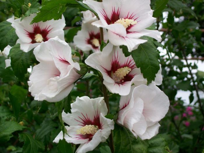 θάμνος ιβίσκου λευκά λουλούδια