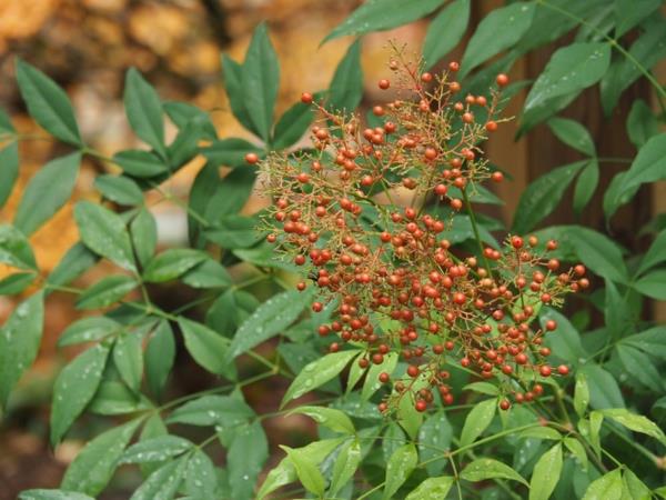 ουρανό μπαμπού nandina domestica