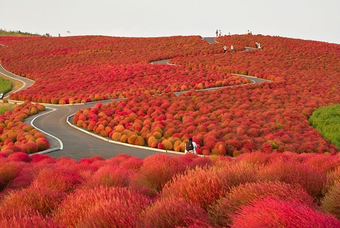 Hitachi πάρκο Ιαπωνία ζωγραφίστε όμορφες εικόνες τοπίου κόκκινο τέλος της σεζόν