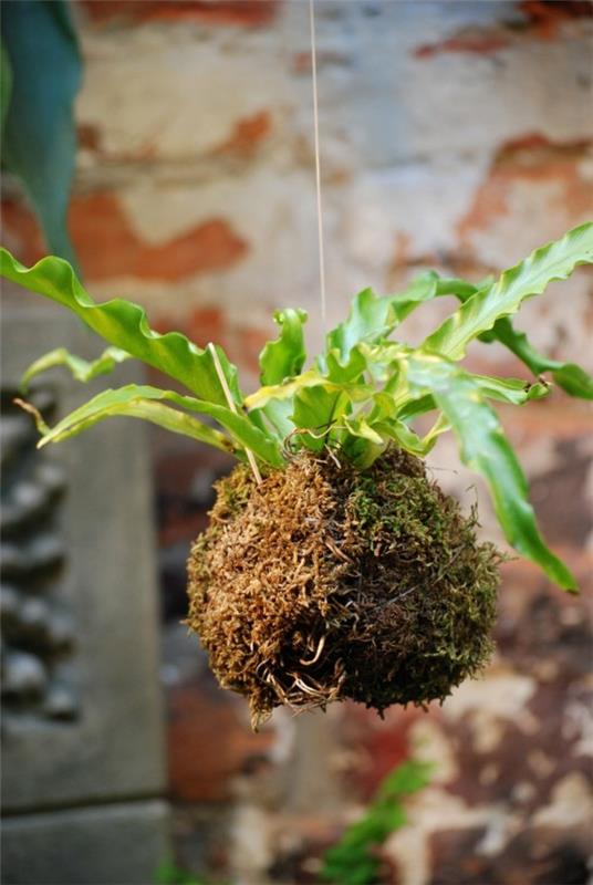 κρεμαστή μπάλα βρύα κήπου DIY Kokedama