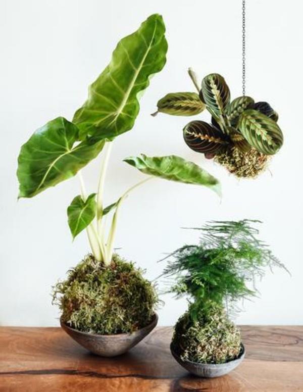 Κρεμαστή μπάλα βρύα κήπου Kokedama φτιάξτε μόνοι σας φυτά σπιτιού