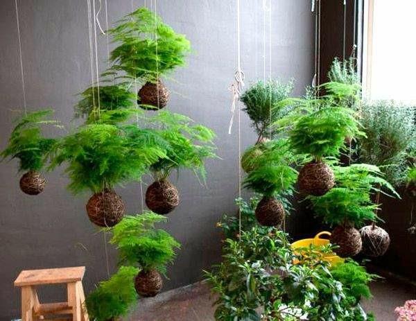 DIY κρεμαστή μπάλα βρύα κήπου Kokedama