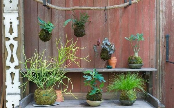 DIY κρεμαστή μπάλα βρύα κήπου Kokedama