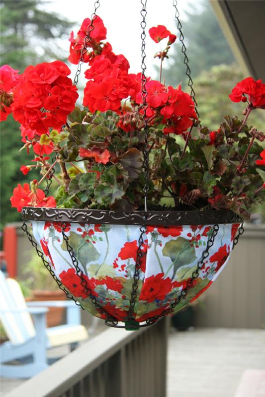 Κρεμαστά φυτά μπαλκόνι γεράνια κόκκινο σχέδιο σε εξωτερικούς χώρους