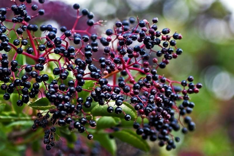 Διακοπή και πρόληψη της ανίχνευσης του elderberry