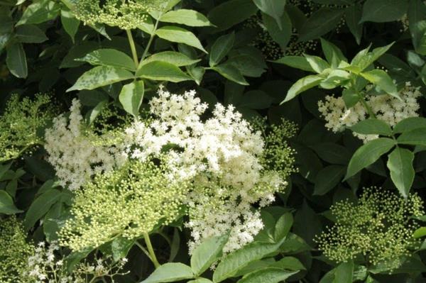 Elderflower φυτικό αποτέλεσμα υγιές