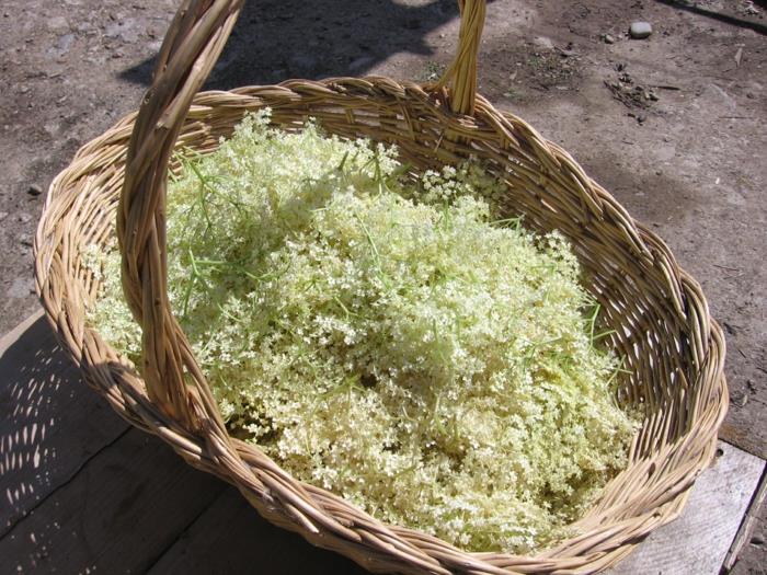 Καλαθάκι συλλογής λουλουδιών σιρόπι Elderflower