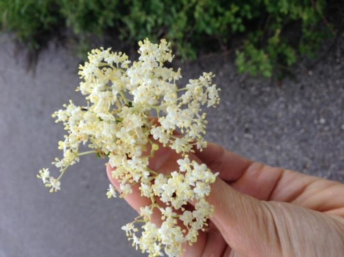 Το σιρόπι Elderflower διαλέγει φρέσκα λουλούδια υγιή
