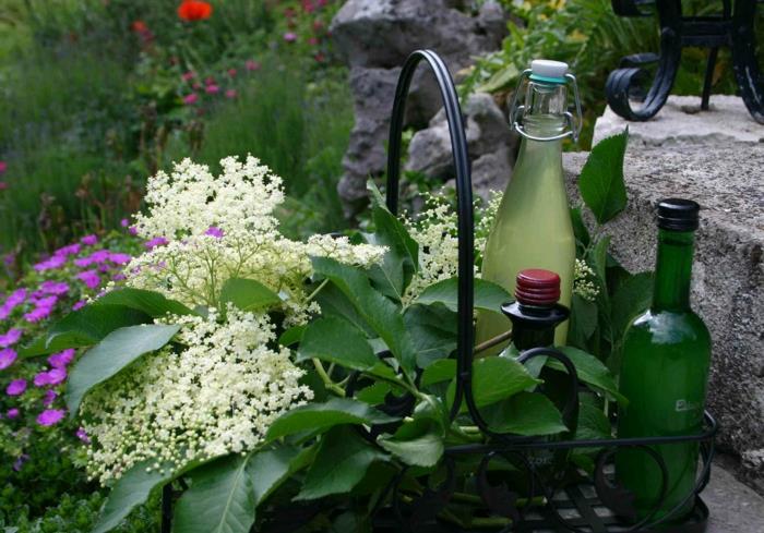 elderflower σιρόπι υγιεινό χυμό καλοκαιρινό ποτό