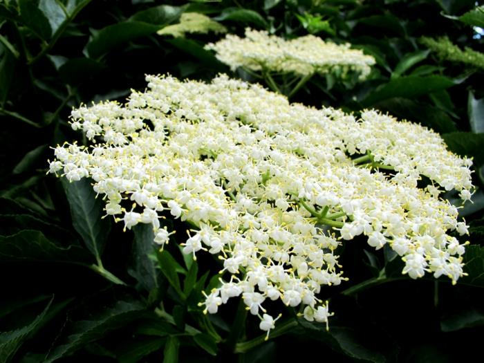 Σιρόπι Elderflower που μαζεύει λευκά λουλούδια
