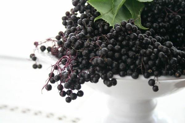 Φτιάξτε μόνοι σας φρέσκα μούρα από χυμό elderberry