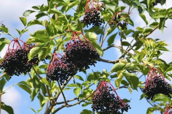 Κάντε τον χυμό του elderberry μόνοι σας υγιές