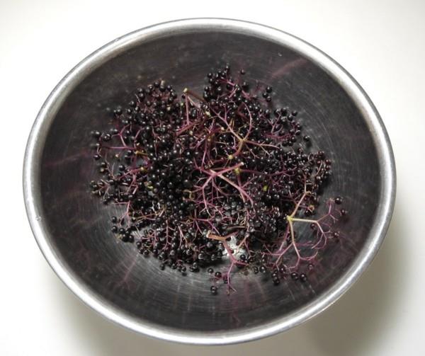 Φτιάξτε μόνοι σας χυμό elderberry sambucus nigra