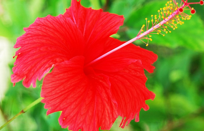 Saç Dökülmesi Kontrolü için Hibiskus