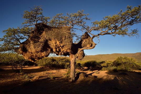 Güney Afrika'daki Northern Cape Balayı Yerleri