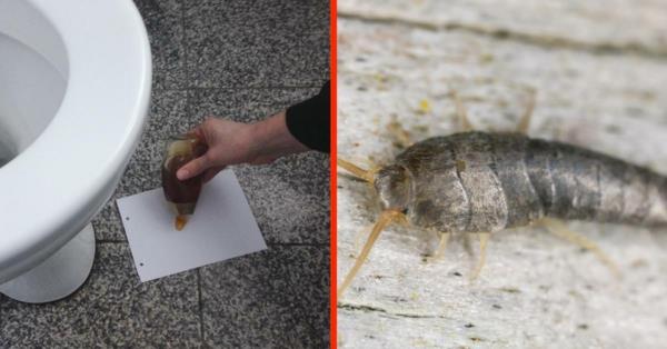 παγίδα μελιού ασημένια ψάρια
