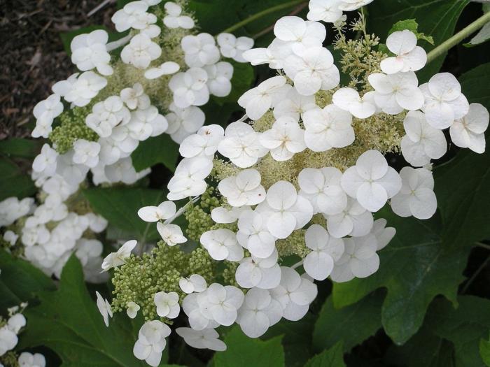 ορτανσία φροντίδα Ορτανσία quercifolia λευκά άνθη
