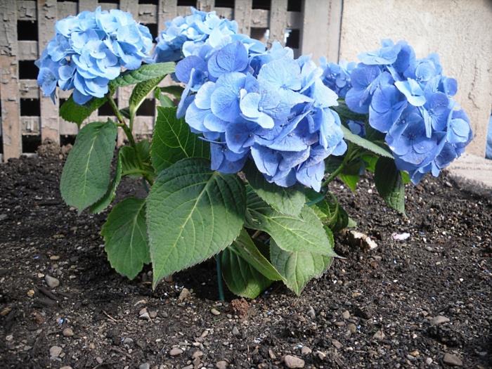 ορτανσίες ανοιχτό μπλε φροντίδα φυτών κήπου