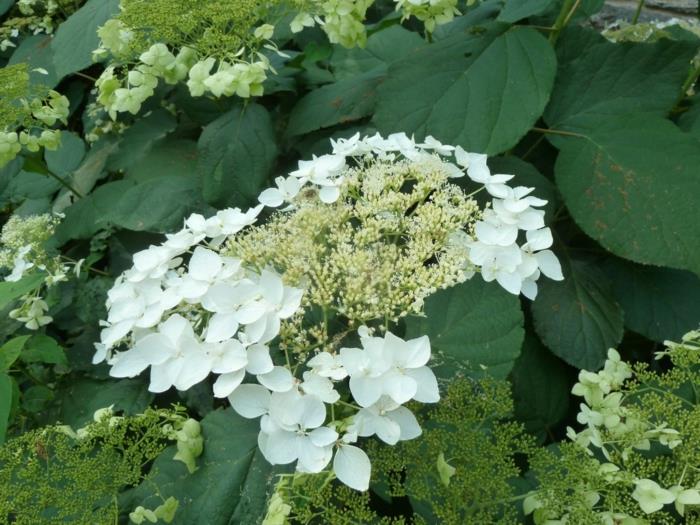ορτανσία λευκό λουλούδι haas φωτοστέφανο