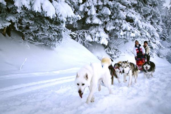 οικολογικό ξενοδοχείο έλκηθρο σκυλιών αγώνες χιονιού Άλπεις