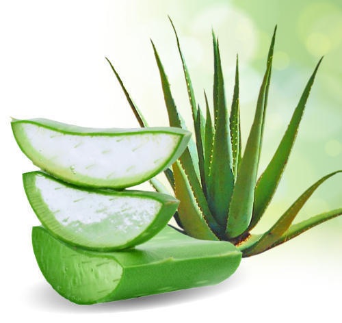 alın sivilce için aloe vera