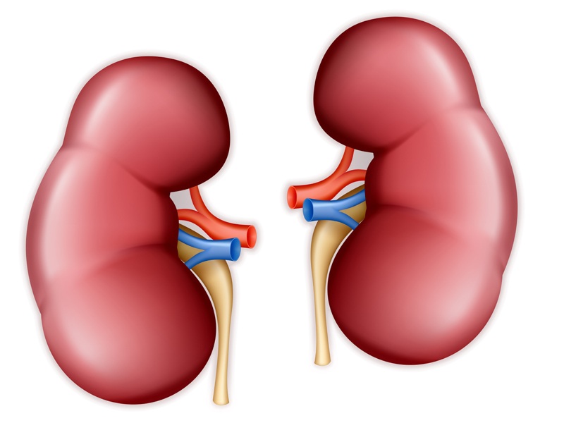 Böbrekler Nasıl Sağlıklı Tutulur