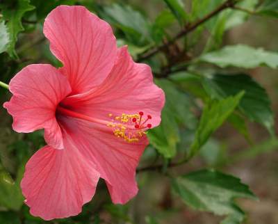 Hibiscus gėlių veido pakuotė